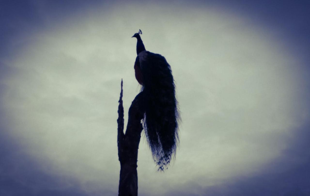 Peacock Riverside Udawalawe Εξωτερικό φωτογραφία