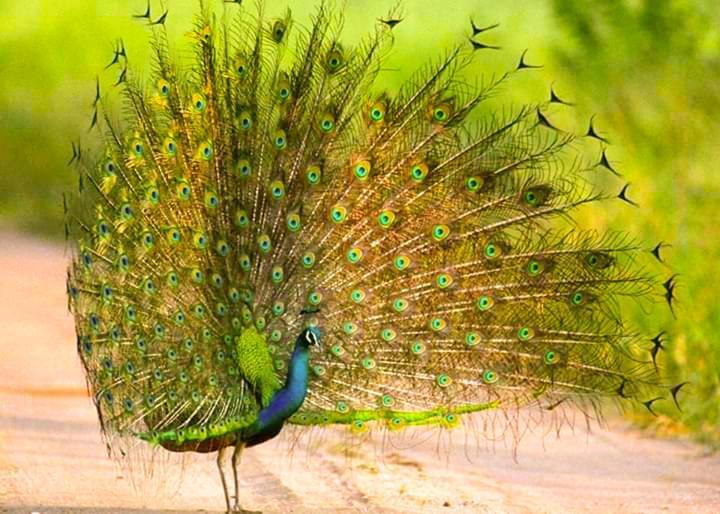 Peacock Riverside Udawalawe Εξωτερικό φωτογραφία